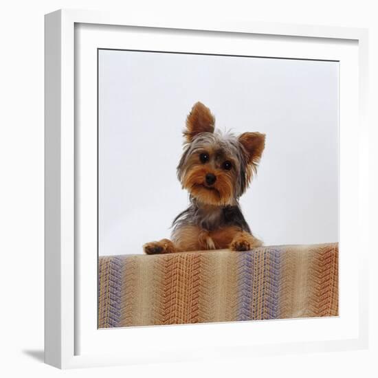 Yorkshire Terrier Portrait-Jane Burton-Framed Photographic Print