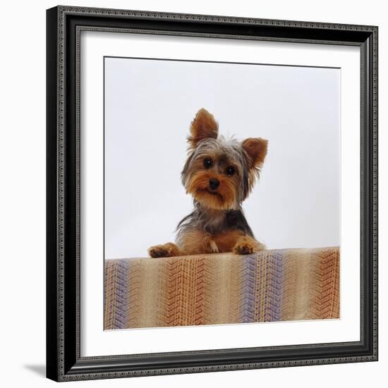 Yorkshire Terrier Portrait-Jane Burton-Framed Photographic Print