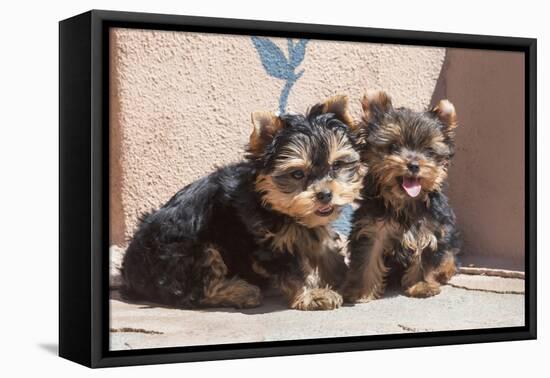 Yorkshire Terrier Puppies sitting-Zandria Muench Beraldo-Framed Premier Image Canvas