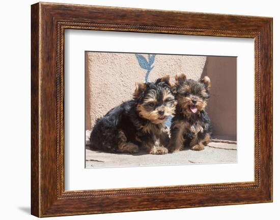 Yorkshire Terrier Puppies sitting-Zandria Muench Beraldo-Framed Photographic Print