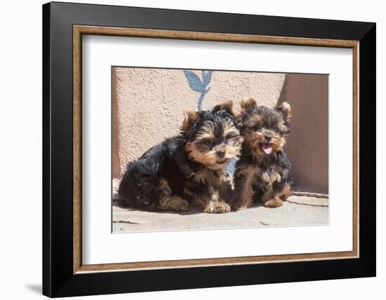 Yorkshire Terrier Puppies sitting-Zandria Muench Beraldo-Framed Photographic Print