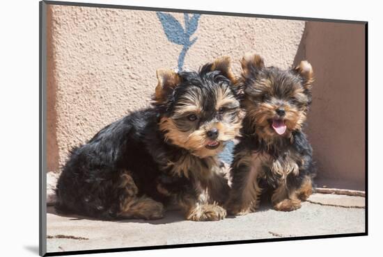 Yorkshire Terrier Puppies sitting-Zandria Muench Beraldo-Mounted Photographic Print