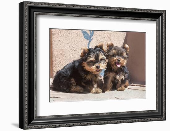 Yorkshire Terrier Puppies sitting-Zandria Muench Beraldo-Framed Photographic Print