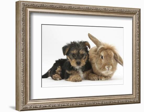 Yorkshire Terrier Puppy, 8 Weeks, with Sandy Lionhead-Cross Rabbit-Mark Taylor-Framed Photographic Print