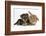 Yorkshire Terrier Puppy, 8 Weeks, with Sandy Lionhead-Cross Rabbit-Mark Taylor-Framed Photographic Print