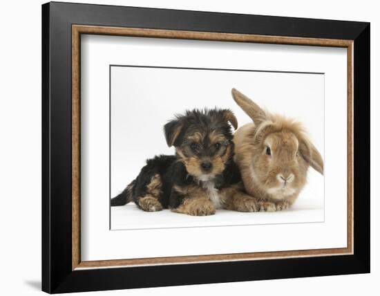 Yorkshire Terrier Puppy, 8 Weeks, with Sandy Lionhead-Cross Rabbit-Mark Taylor-Framed Photographic Print