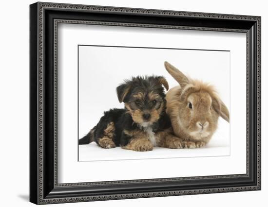 Yorkshire Terrier Puppy, 8 Weeks, with Sandy Lionhead-Cross Rabbit-Mark Taylor-Framed Photographic Print