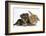 Yorkshire Terrier Puppy, 8 Weeks, with Sandy Lionhead-Cross Rabbit-Mark Taylor-Framed Photographic Print