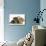 Yorkshire Terrier Puppy, 8 Weeks, with Sandy Lionhead-Cross Rabbit-Mark Taylor-Photographic Print displayed on a wall