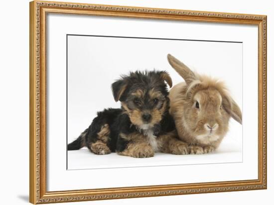 Yorkshire Terrier Puppy, 8 Weeks, with Sandy Lionhead-Cross Rabbit-Mark Taylor-Framed Photographic Print