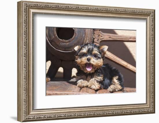 Yorkshire Terrier Puppy laying by wooden wheel-Zandria Muench Beraldo-Framed Photographic Print