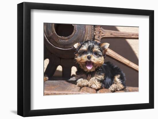 Yorkshire Terrier Puppy laying by wooden wheel-Zandria Muench Beraldo-Framed Photographic Print