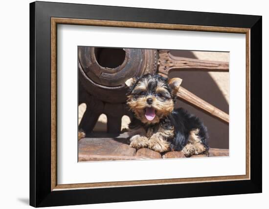 Yorkshire Terrier Puppy laying by wooden wheel-Zandria Muench Beraldo-Framed Photographic Print