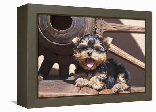 Yorkshire Terrier Puppy laying by wooden wheel-Zandria Muench Beraldo-Framed Premier Image Canvas