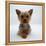 Yorkshire Terrier Puppy Lying with Head Up-Jane Burton-Framed Premier Image Canvas