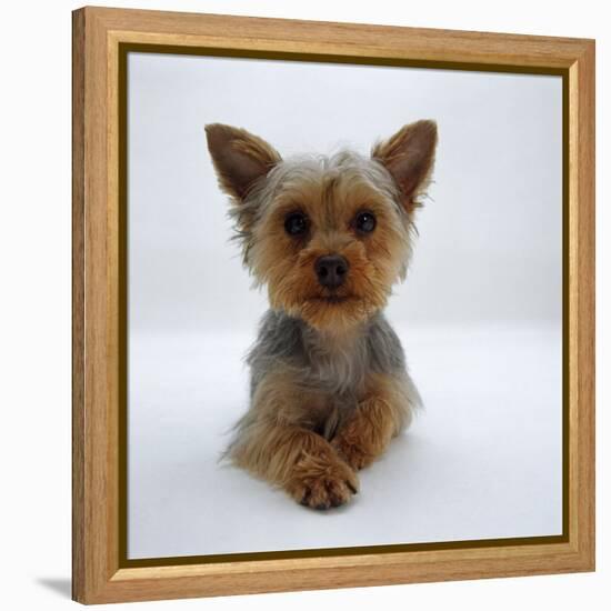 Yorkshire Terrier Puppy Lying with Head Up-Jane Burton-Framed Premier Image Canvas