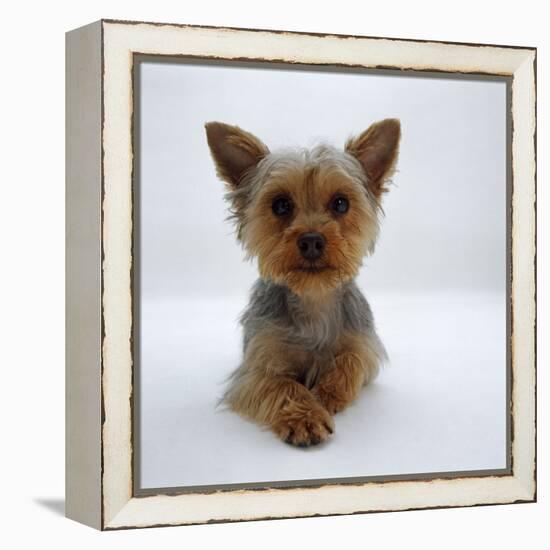 Yorkshire Terrier Puppy Lying with Head Up-Jane Burton-Framed Premier Image Canvas