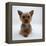 Yorkshire Terrier Puppy Lying with Head Up-Jane Burton-Framed Premier Image Canvas