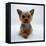 Yorkshire Terrier Puppy Lying with Head Up-Jane Burton-Framed Premier Image Canvas