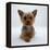 Yorkshire Terrier Puppy Lying with Head Up-Jane Burton-Framed Premier Image Canvas