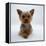 Yorkshire Terrier Puppy Lying with Head Up-Jane Burton-Framed Premier Image Canvas