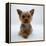 Yorkshire Terrier Puppy Lying with Head Up-Jane Burton-Framed Premier Image Canvas