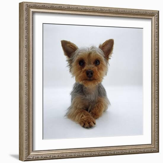 Yorkshire Terrier Puppy Lying with Head Up-Jane Burton-Framed Photographic Print