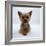 Yorkshire Terrier Puppy Lying with Head Up-Jane Burton-Framed Photographic Print