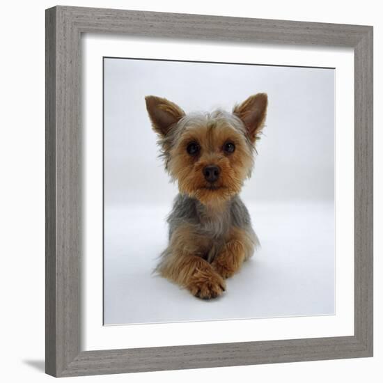 Yorkshire Terrier Puppy Lying with Head Up-Jane Burton-Framed Photographic Print