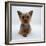 Yorkshire Terrier Puppy Lying with Head Up-Jane Burton-Framed Photographic Print