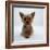 Yorkshire Terrier Puppy Lying with Head Up-Jane Burton-Framed Photographic Print