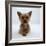 Yorkshire Terrier Puppy Lying with Head Up-Jane Burton-Framed Photographic Print