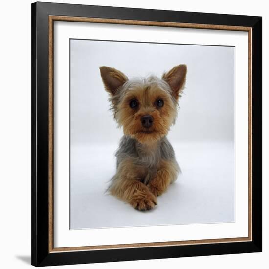 Yorkshire Terrier Puppy Lying with Head Up-Jane Burton-Framed Photographic Print