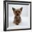 Yorkshire Terrier Puppy Lying with Head Up-Jane Burton-Framed Photographic Print
