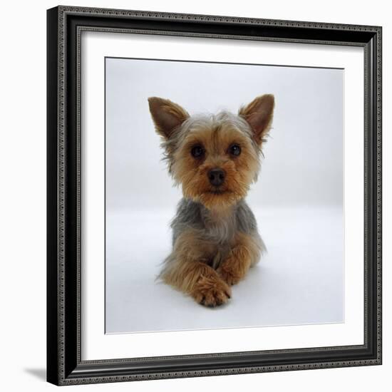 Yorkshire Terrier Puppy Lying with Head Up-Jane Burton-Framed Photographic Print