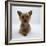 Yorkshire Terrier Puppy Lying with Head Up-Jane Burton-Framed Photographic Print