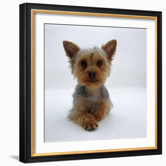 Yorkshire Terrier Puppy Lying with Head Up-Jane Burton-Framed Photographic Print