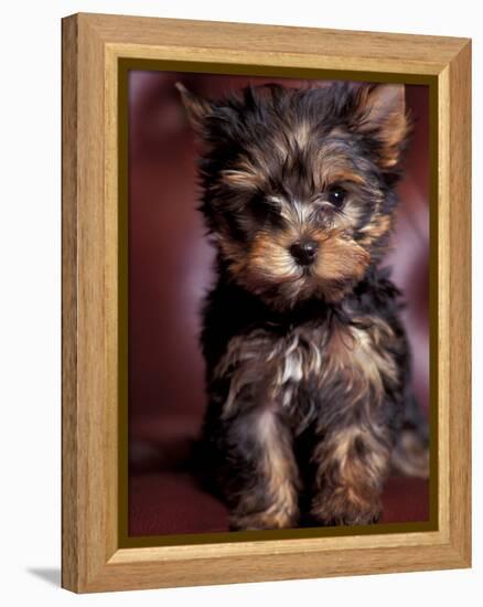 Yorkshire Terrier Puppy Portrait-Adriano Bacchella-Framed Premier Image Canvas