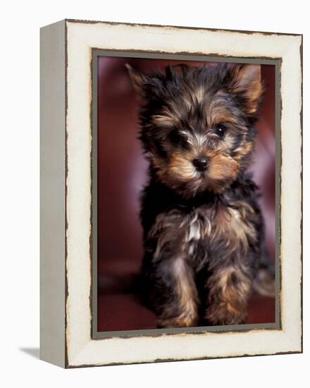 Yorkshire Terrier Puppy Portrait-Adriano Bacchella-Framed Premier Image Canvas