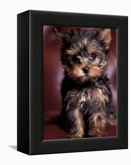 Yorkshire Terrier Puppy Portrait-Adriano Bacchella-Framed Premier Image Canvas