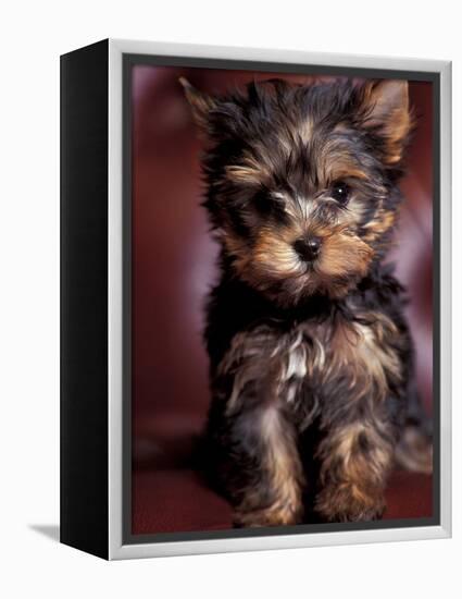 Yorkshire Terrier Puppy Portrait-Adriano Bacchella-Framed Premier Image Canvas