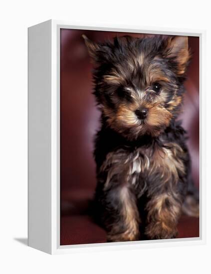 Yorkshire Terrier Puppy Portrait-Adriano Bacchella-Framed Premier Image Canvas