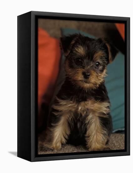 Yorkshire Terrier Puppy Portrait-Adriano Bacchella-Framed Premier Image Canvas