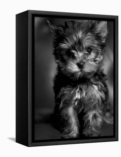 Yorkshire Terrier Puppy Portrait-Adriano Bacchella-Framed Premier Image Canvas