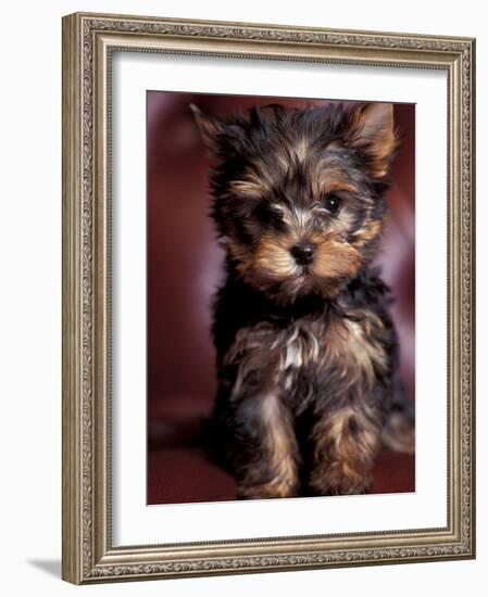 Yorkshire Terrier Puppy Portrait-Adriano Bacchella-Framed Photographic Print