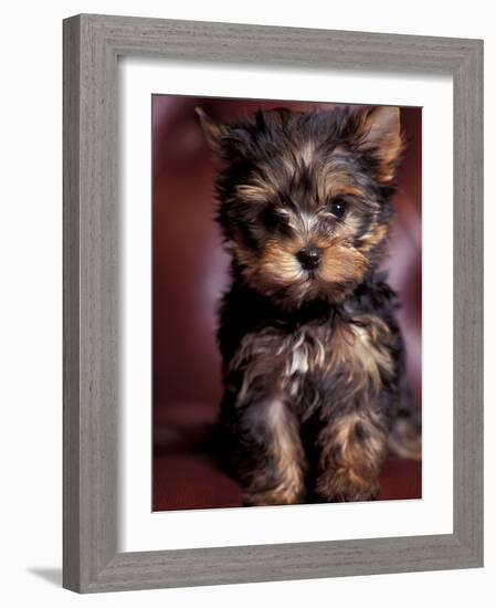 Yorkshire Terrier Puppy Portrait-Adriano Bacchella-Framed Photographic Print