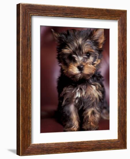 Yorkshire Terrier Puppy Portrait-Adriano Bacchella-Framed Photographic Print