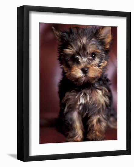 Yorkshire Terrier Puppy Portrait-Adriano Bacchella-Framed Photographic Print