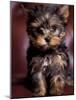 Yorkshire Terrier Puppy Portrait-Adriano Bacchella-Mounted Photographic Print