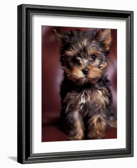 Yorkshire Terrier Puppy Portrait-Adriano Bacchella-Framed Photographic Print